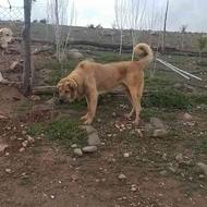 سگ پژدر عراقی