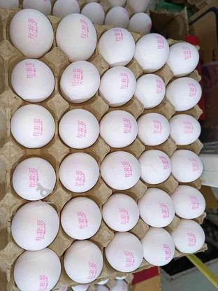 تخم مرغ مارکدار در گروه خرید و فروش خدمات و کسب و کار در خراسان رضوی در شیپور-عکس1