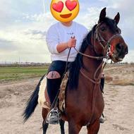 اسب عرب ایرانی