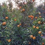 باغ مرکبات نارنگی پج