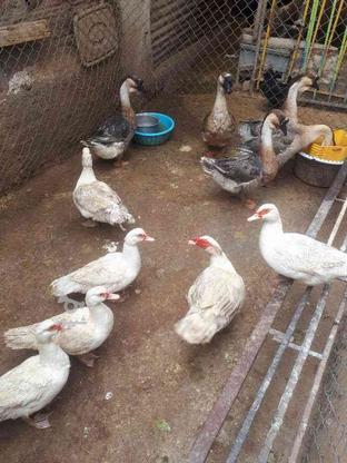 تخم نطفه دار اردک مسکویی در گروه خرید و فروش ورزش فرهنگ فراغت در قزوین در شیپور-عکس1