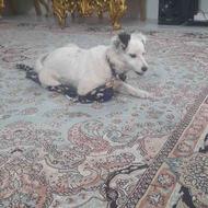 توله سگ اشپیتز واگذار
