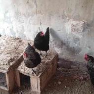 فروش پنج عدد مرغ تخمگذار و یک عدد خروس محلی اصیل در شهربابک
