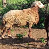 گوسفند نر نژاد تاب افشار بهترین جنس مخصوص تخمی
