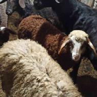 گوسفند بره نر و ماده زیر قیمت