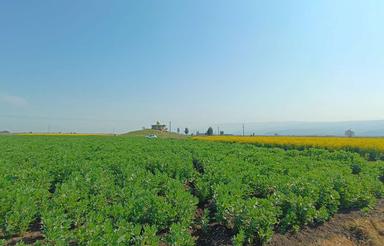 2هکتارزمین با خاک حاصلخیز در قره تپه