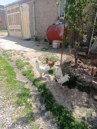 دوتا خروس یک مرغ تخمذار در گروه خرید و فروش ورزش فرهنگ فراغت در آذربایجان غربی در شیپور-عکس1
