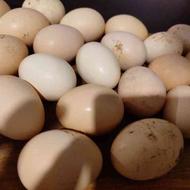 فروش تخم مرغ بدون نطفه و خوراکی محلی و مرندی