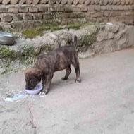 واگذاری سگ افغانی اصیل