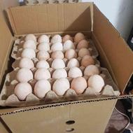 تخم مرغ محلی تعداد بالا مناسب دستگاه جوجه کشی