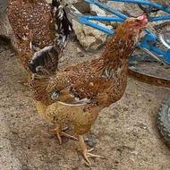 مرغ کپ و خروس و تخم نطفه دار