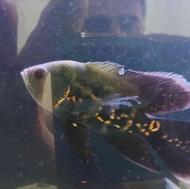 ماهی سورم اسکار پنکوسی لجنخوار