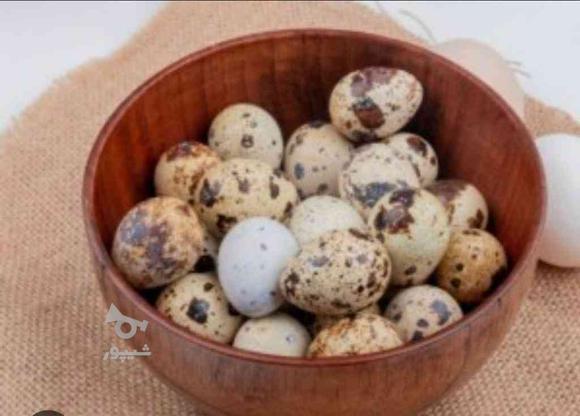 فروش تخم بلدرچین نطفه دار در گروه خرید و فروش ورزش فرهنگ فراغت در مازندران در شیپور-عکس1