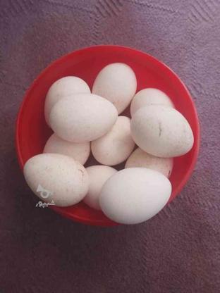 تخم مرغ بوقلمون نطفه دار در گروه خرید و فروش ورزش فرهنگ فراغت در زنجان در شیپور-عکس1
