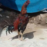 معاوزه خروس لاری با مرغ وخروس محلی