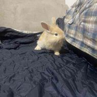 خرگوش لوپ رام