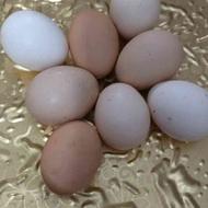 تخم مرغ بومی ومقوی