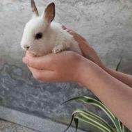 خرگوش یکماهه نژاد دورف هوتوت