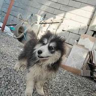 توله سگ 3ماهه مالاموت آلاسکایی واگذاری