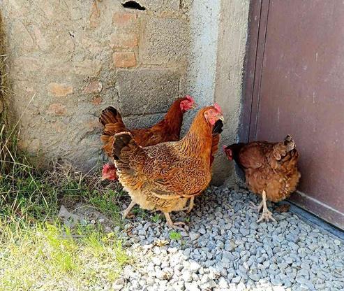 سه تا مرغ محلی تخمگذار در گروه خرید و فروش ورزش فرهنگ فراغت در مازندران در شیپور-عکس1