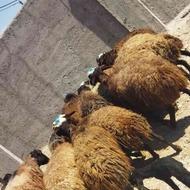 گوسفند زنده ،برای قربانی وگوشتی