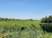 زمین کشاورزی 3500 متر در جاده فرح آباد سوته.