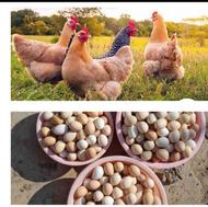 مرغ تخمگذار محلی جوان طاقچه و خروس محلی