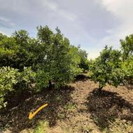 زمین کشاورزی 9000 متر سمسکنده.روستای قرتیکلا.