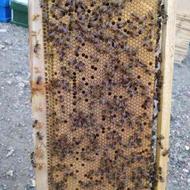 زنبور عسل (بومی کارنیکا)
