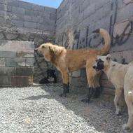 سگ عراقی واکذار