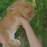 خرگوش لوپوس اصل اصلی