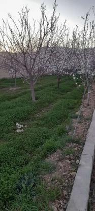 فروش 600 متر باغ در گروه خرید و فروش املاک در اصفهان در شیپور-عکس1