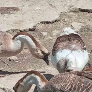 اردک اسرائیلی و مرغ وخروس و قو غاز