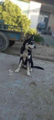 سگ هاسکی بسیار سالم در گروه خرید و فروش ورزش فرهنگ فراغت در مازندران در شیپور-عکس1