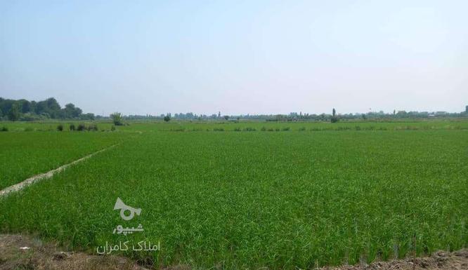 فروش زمین کشاورزی 3300 متر در جاده قائمشهر در گروه خرید و فروش املاک در مازندران در شیپور-عکس1