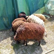 فروش 6 راس گوسفند
