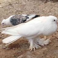 کبوتر بادکنکی سفید ابومریم