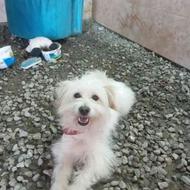 واگذار ی سگ پاکوتاه سفید خیلی قشنگه