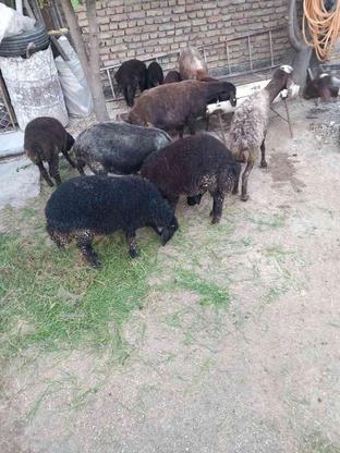 گوسفندوتوقلی وبره در گروه خرید و فروش ورزش فرهنگ فراغت در گلستان در شیپور-عکس1