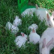 8 عدد بچه خرگوش یک ماهه