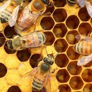 فروش زنبور عسل کارنیکا و بومی