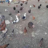 فروش اردک بوقلمون و جوجه طبیعی