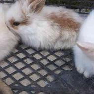 فروش بچه خرگوش لپ