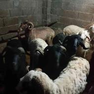 فروش 8 راس گوسفند نر