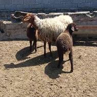 گوسفند دوقلو با دو بره نر