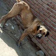 سگ دوساله عراقی ادمگیرو بوغوشچول