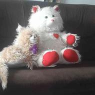 یک خرس بانمک به همراه گربه پشمالو نو
