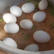 تخم مرغ نطفه دار گلین