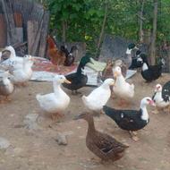 فروش اردک محلی