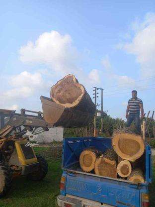 خرید چوب و قطع درخت در گروه خرید و فروش خدمات و کسب و کار در مازندران در شیپور-عکس1
